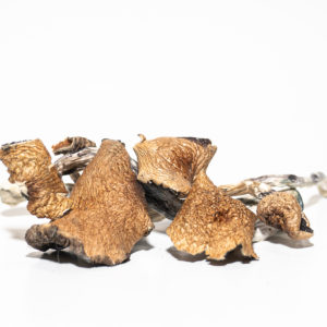 Starfrost Mushroom